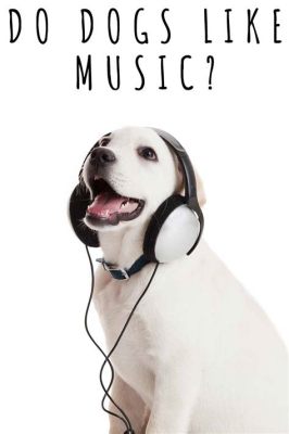 can dogs like music but they don't always understand it